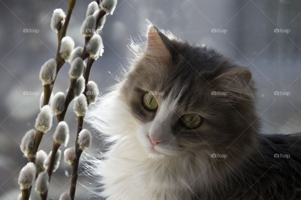 gray fluffy cat looks at the willow twigs