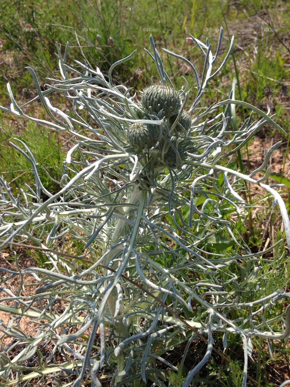Nature, Flora, Outdoors, Grass, Leaf