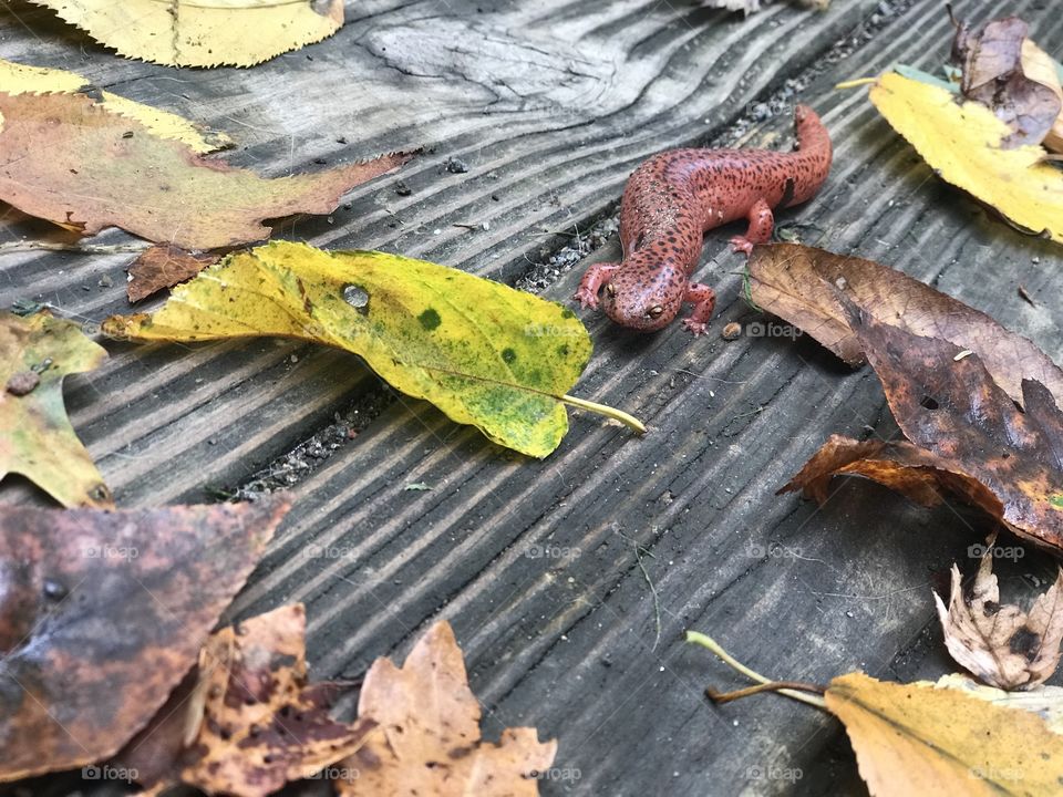 Orange Salamander, Northeast Pennsylvania USA