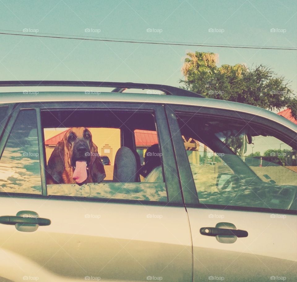 Dog in Car