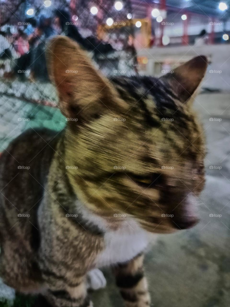 Stray cat keep calm on the alley