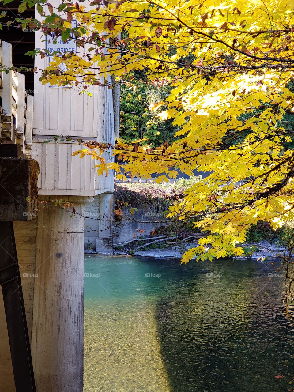 The old covered Goodpasture Bridge built in 1938 near Vida in Western Oregon on a sunny autumn day with lots of fall color around it.