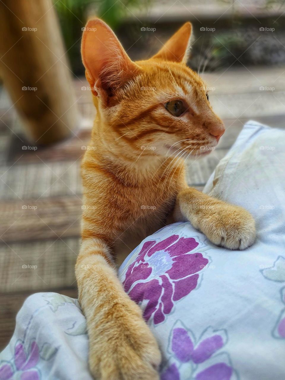 The caramel kitten, very tame, with its paws on top of the pillow.