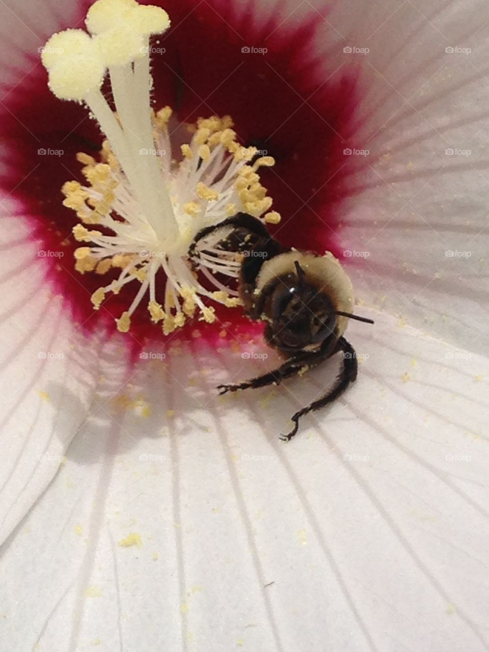 Honey bee in hibiscus. Honey bee goes to town with pollen!
