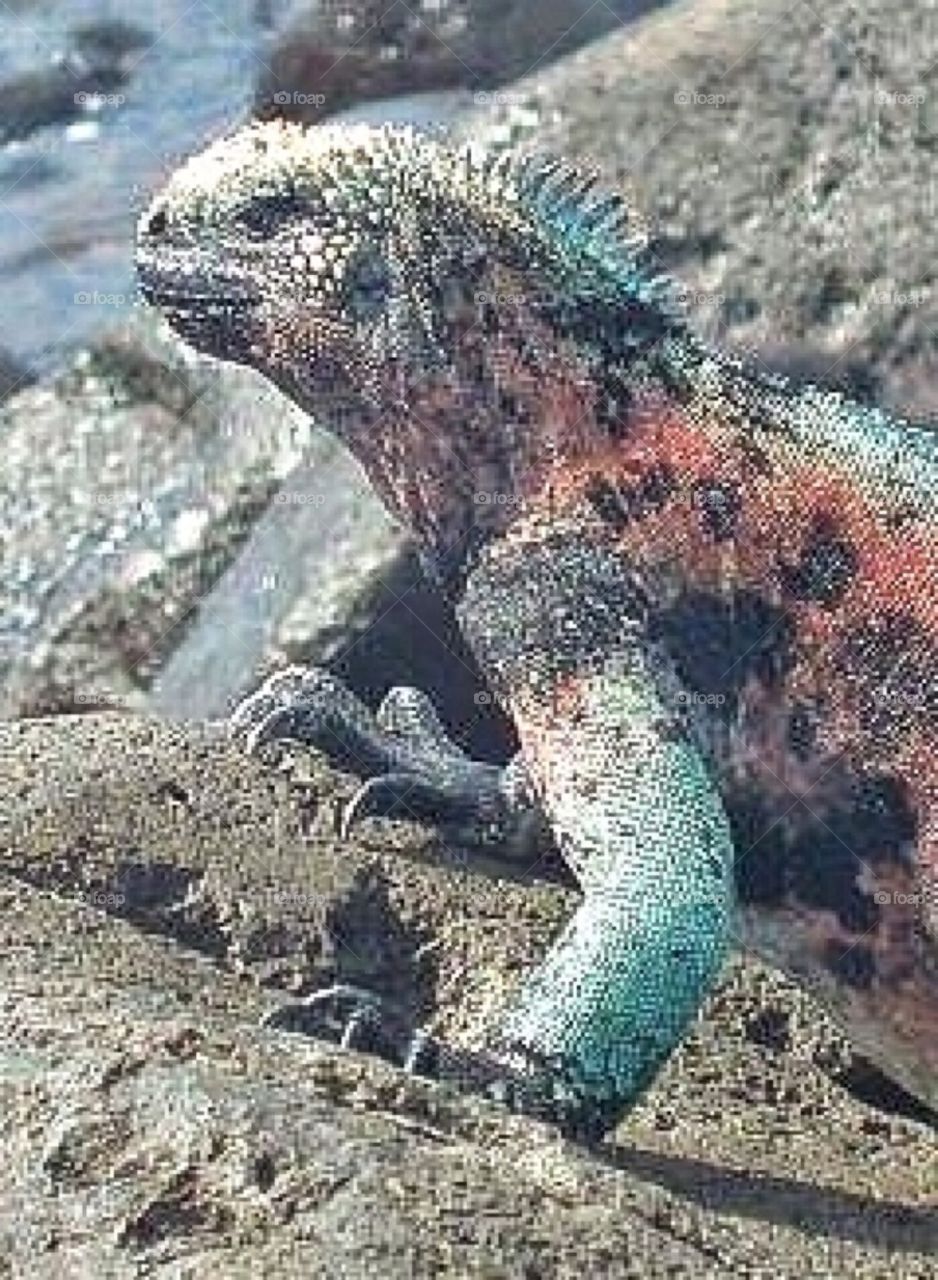 Marine Iguana Espinola Island