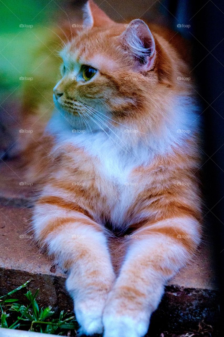 Close-up of a sitting cat