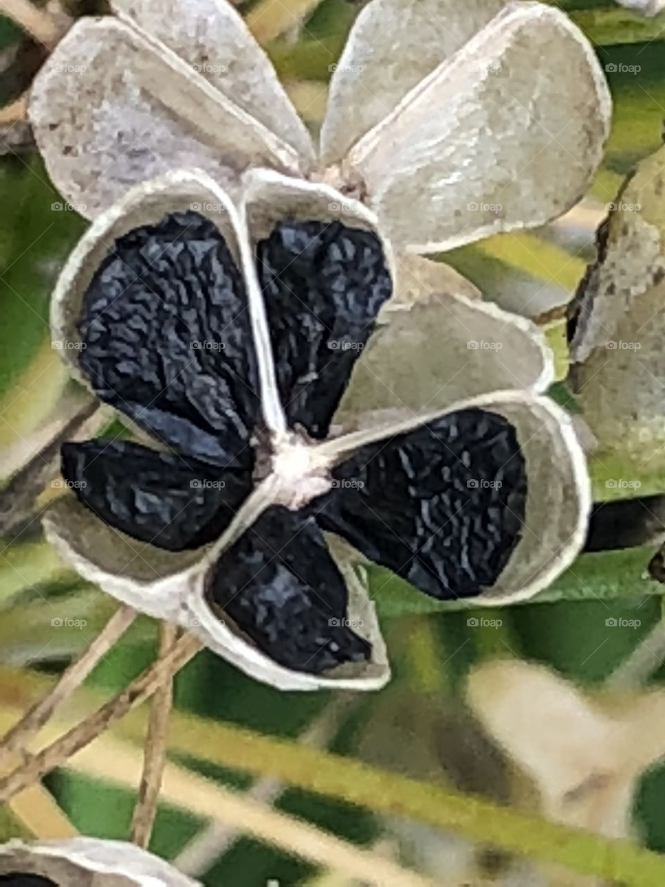 Flower drying up in fall