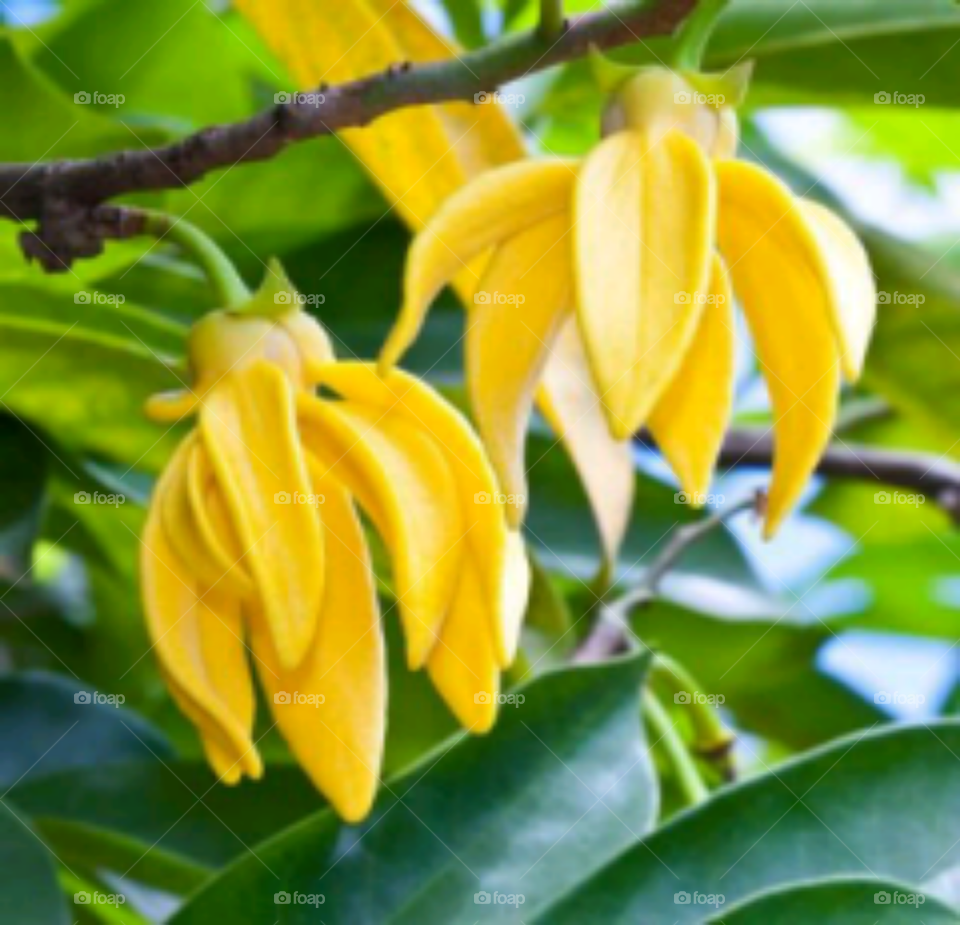 Leaf, Nature, Flora, No Person, Flower