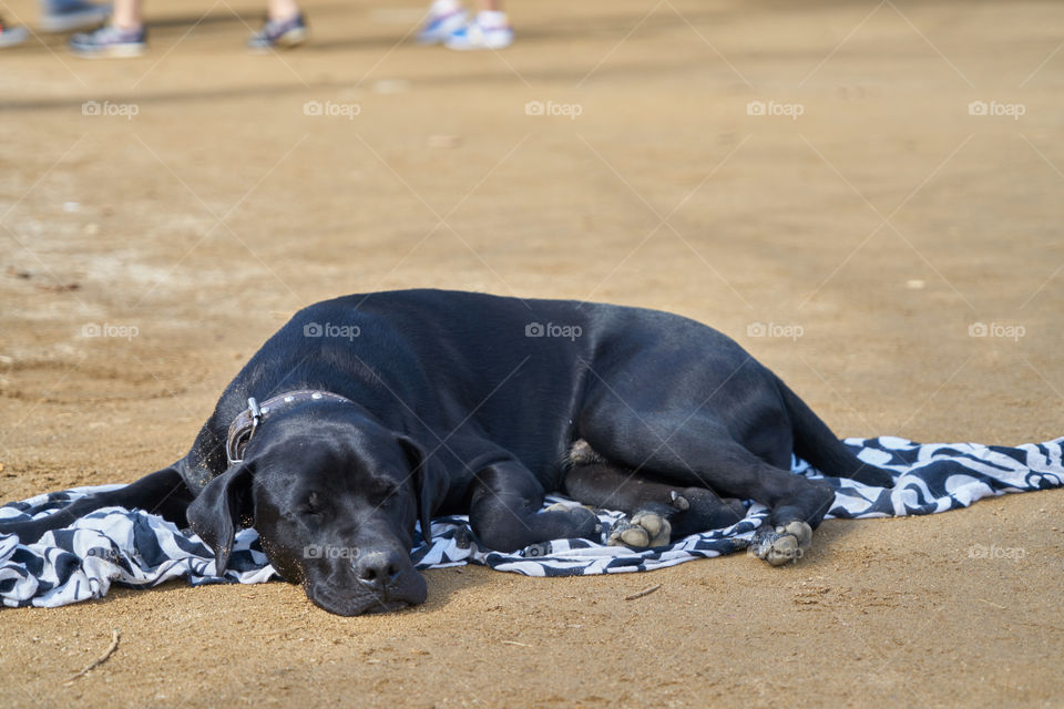 Black Labrador Retriever