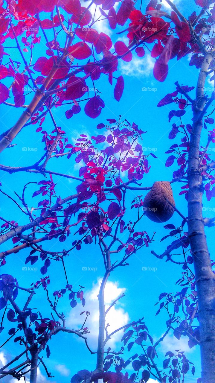 flores vermelhas céu azul