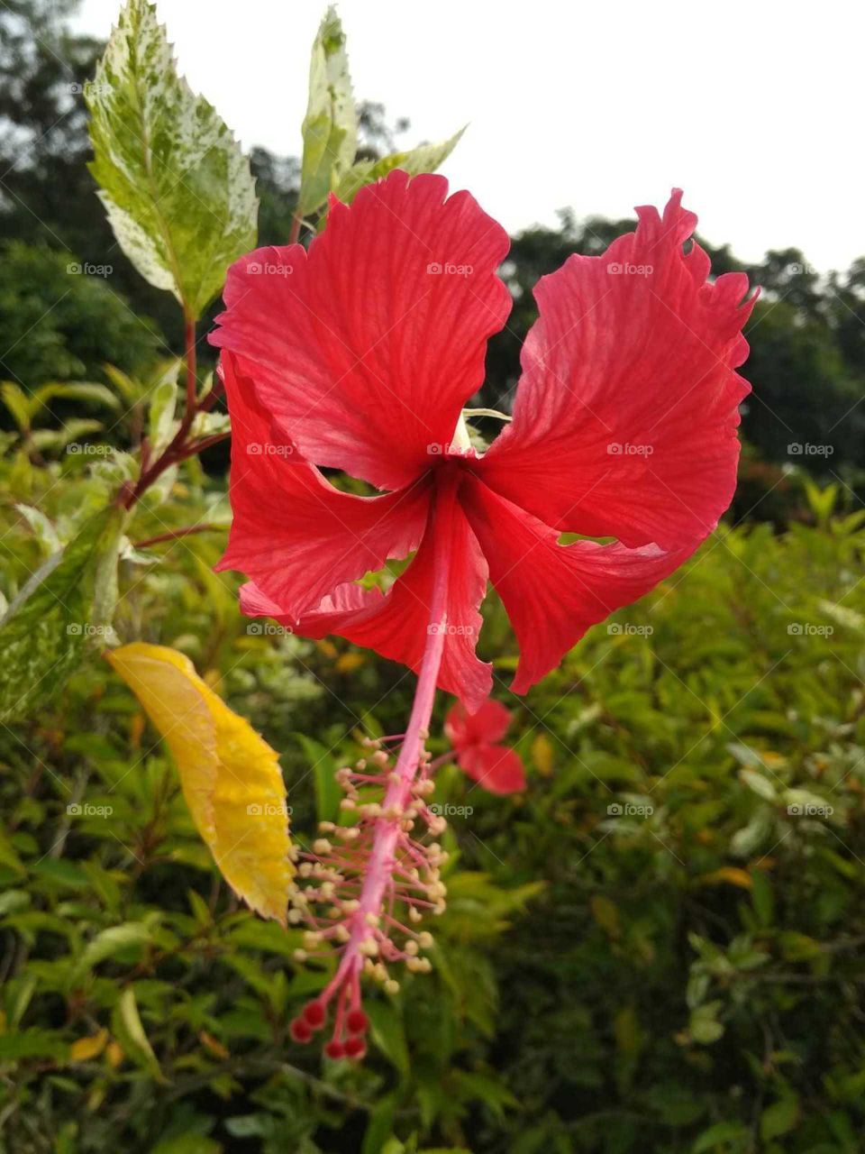 beautiful red flower in the garden