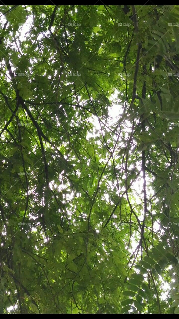 Tree  leafs   and  it's  branches