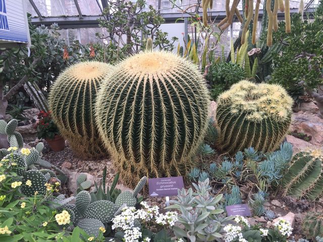 Cactos
