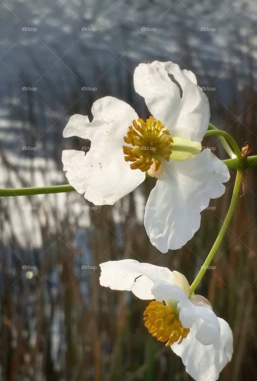 Breezy flowers