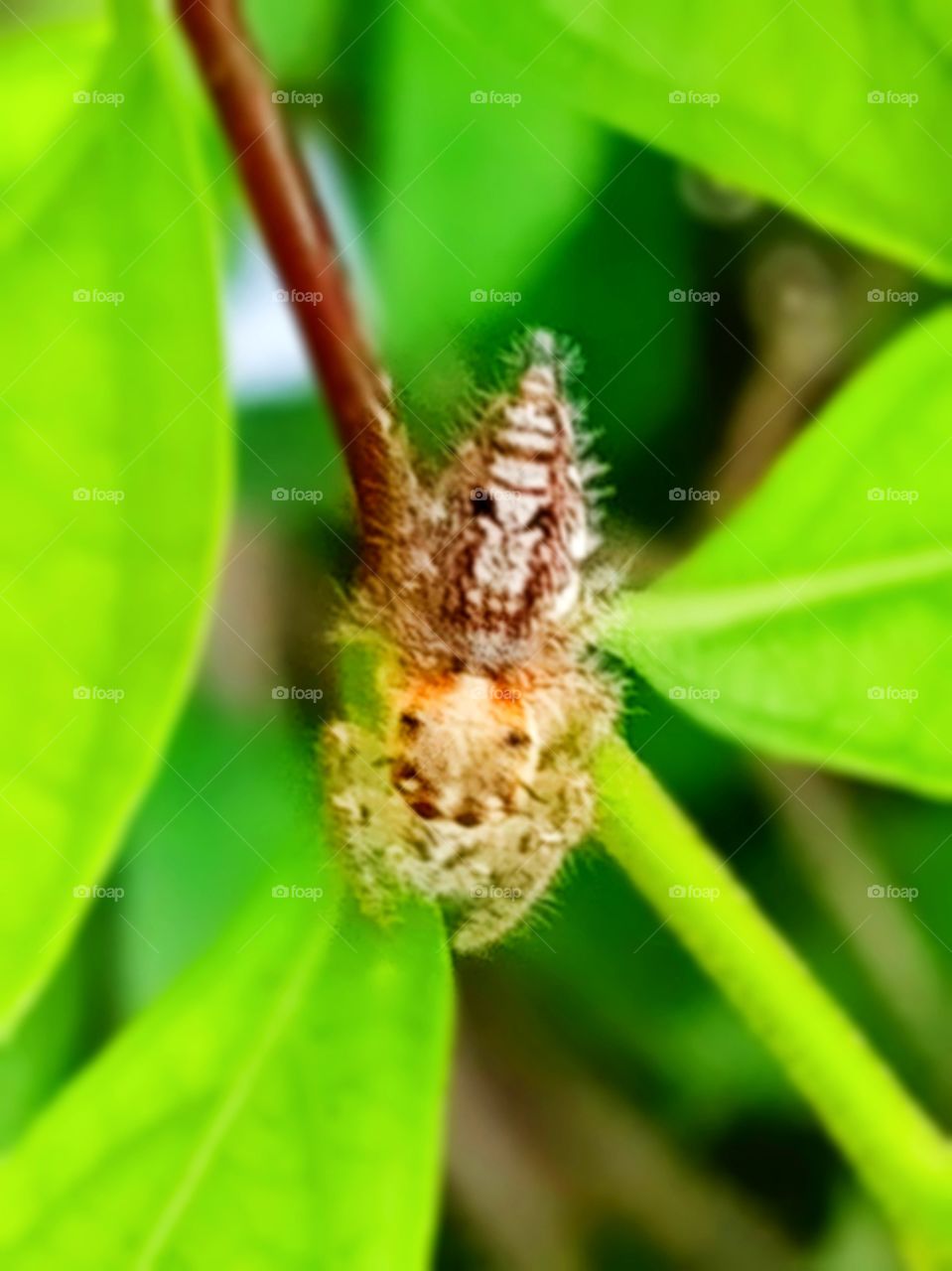 Spider on the leaf.