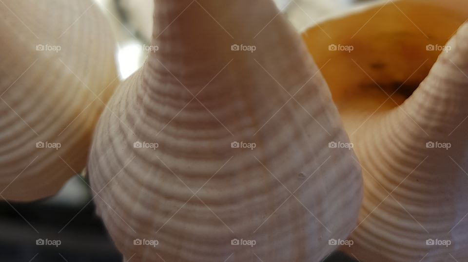 shell closeup