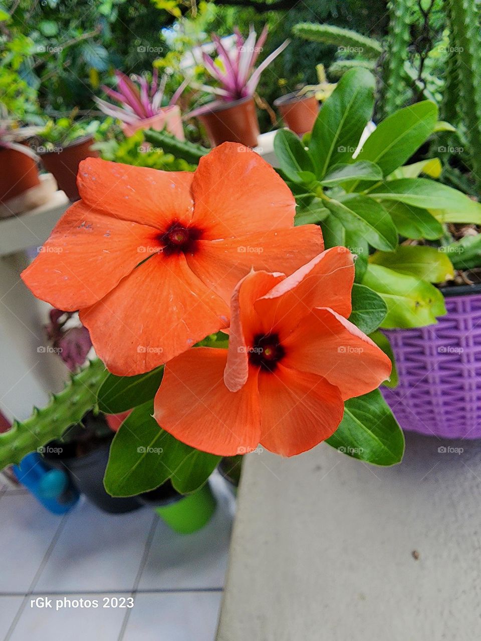 double peach impatience