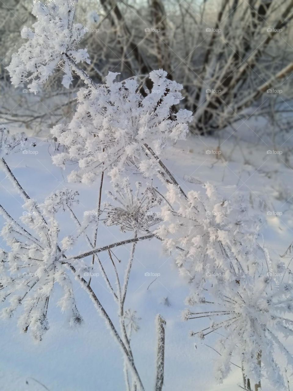 Schneeblumen