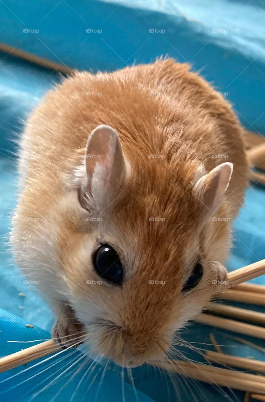 Cute beige and gold pet gerbil