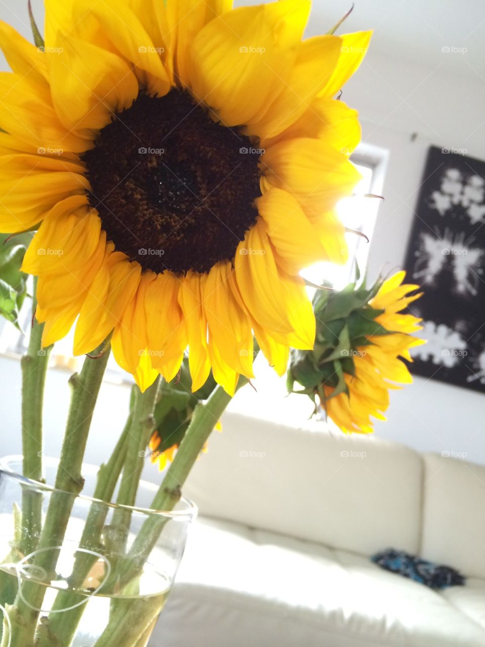 Sunflowers. 