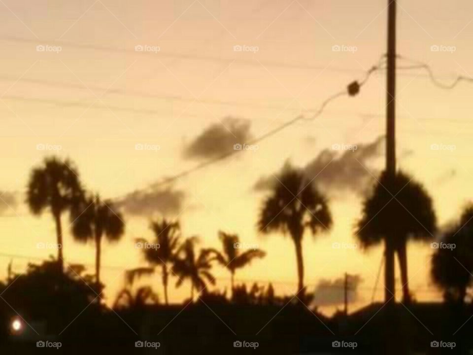 Deerfield Beach Fla Sunset w Palm Trees
