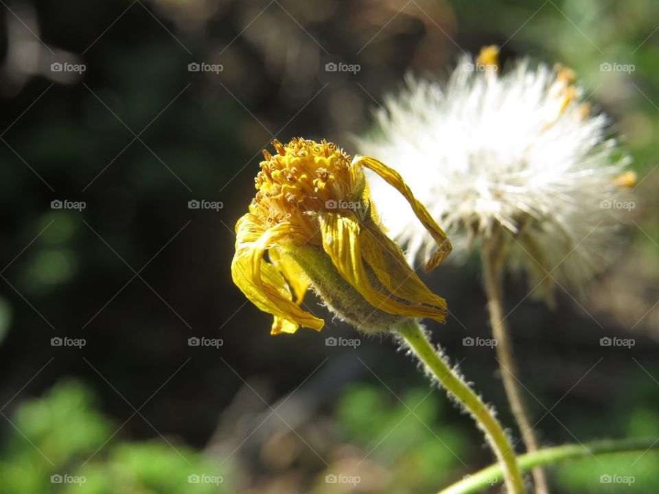 Dead flower 