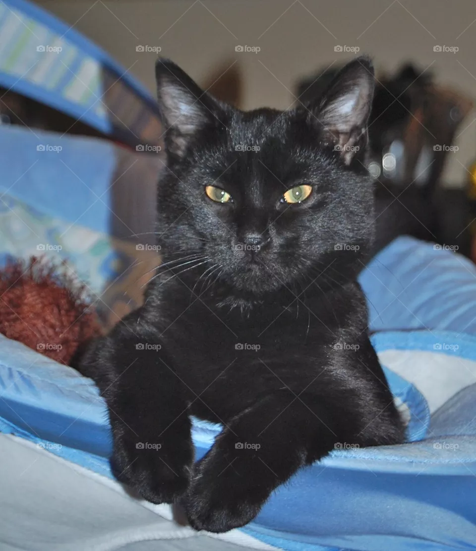 Kitty