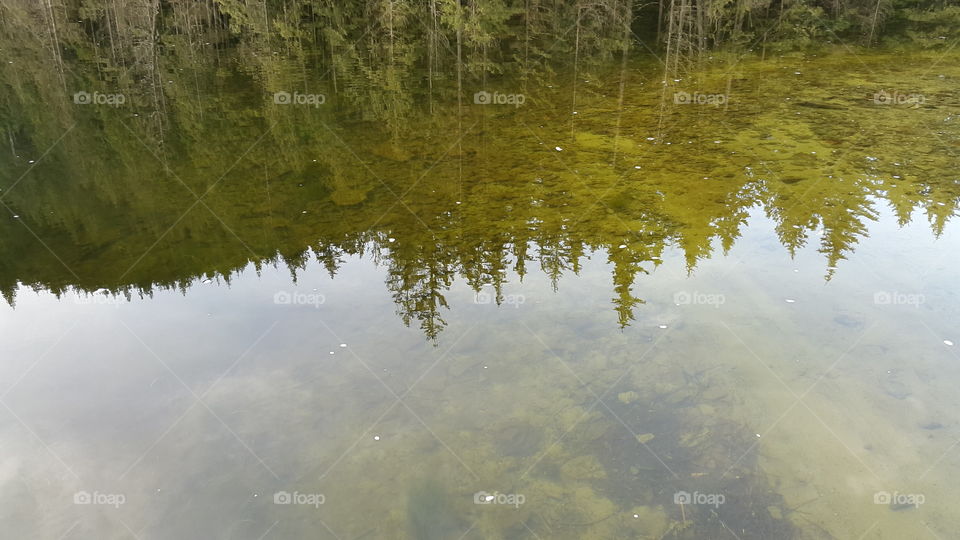 Reflection of trees on idyllic lake