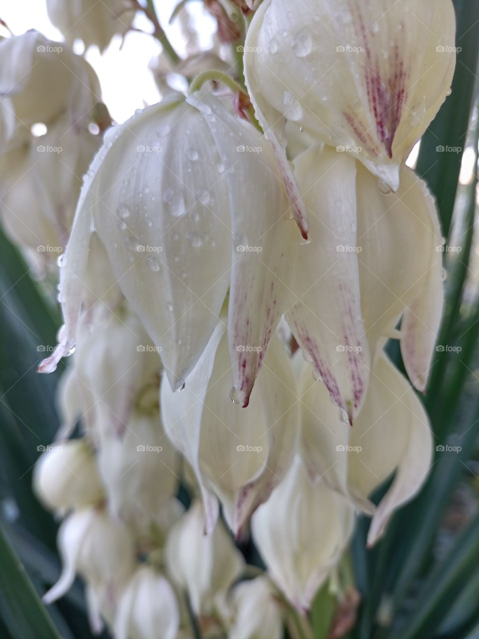 The beauty in nature