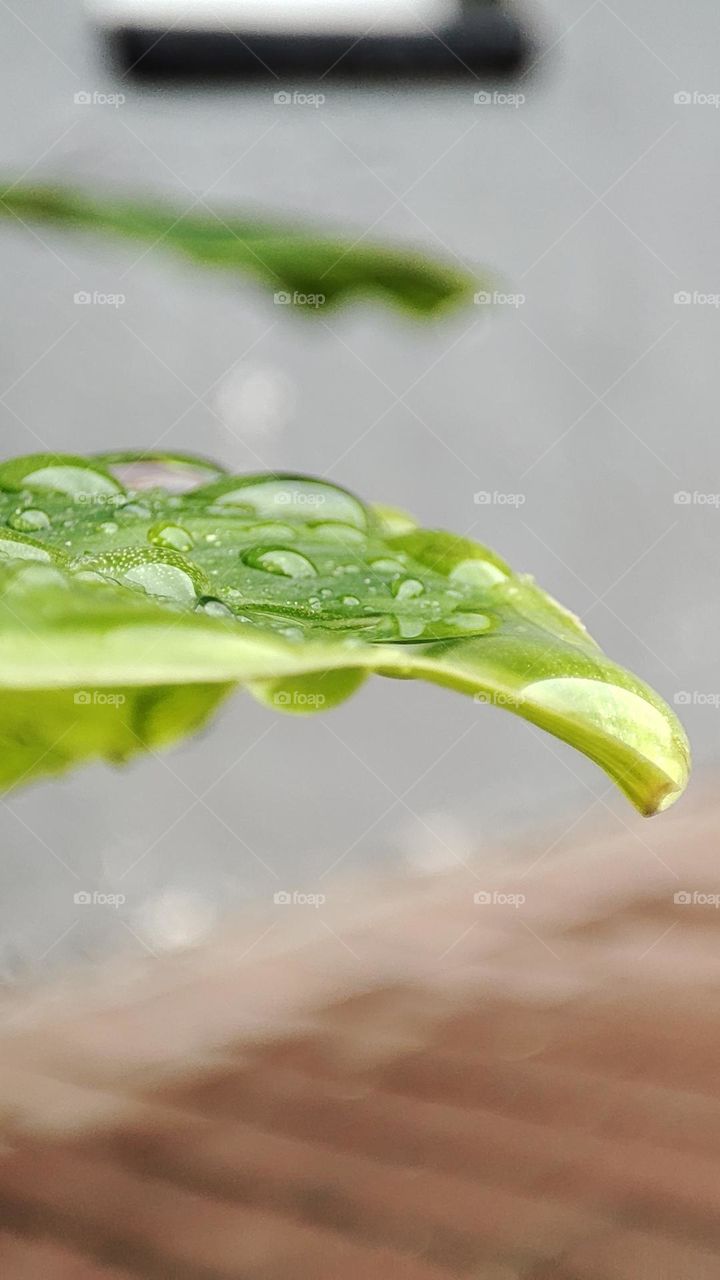 Rain on leaf