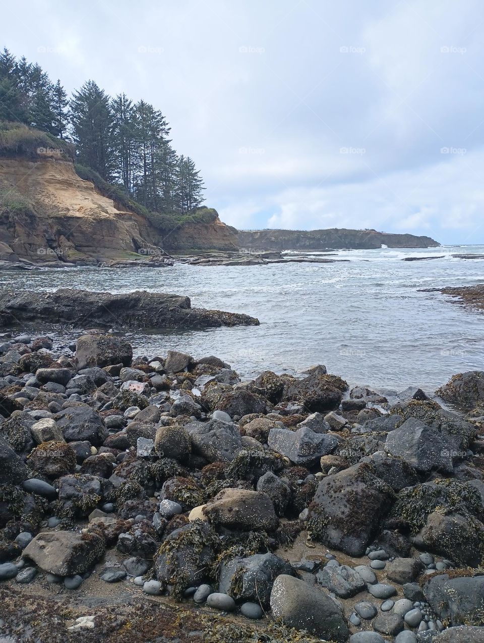 truely gorgeous picture of rocky Oregon coastline with tall trees on opposite side of little cove