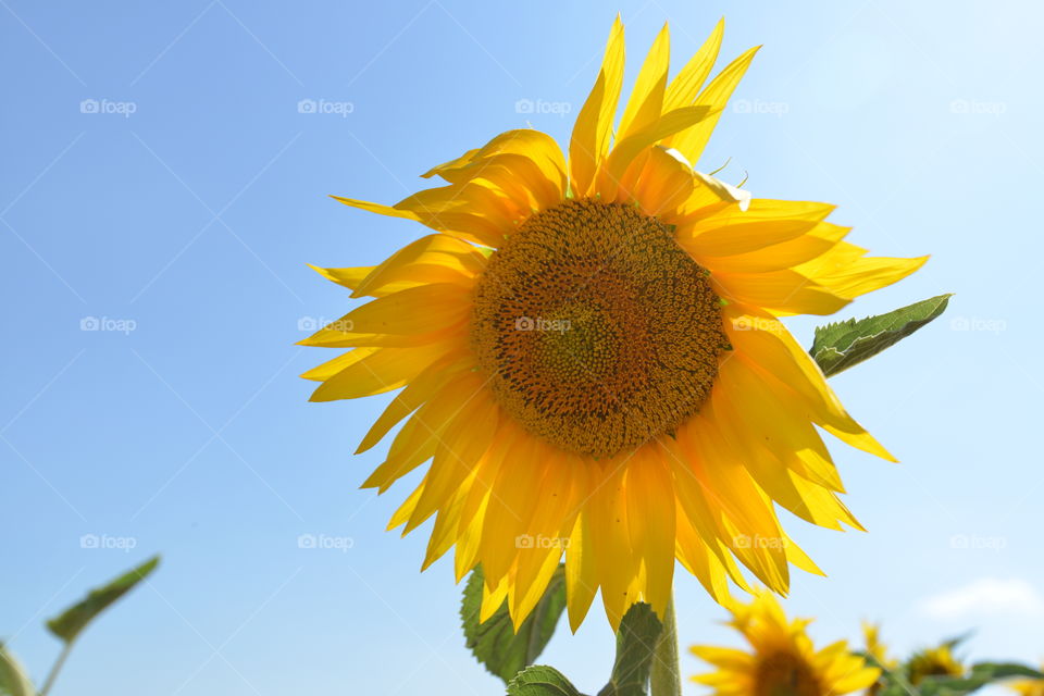 Yellow sunflower against blue sky