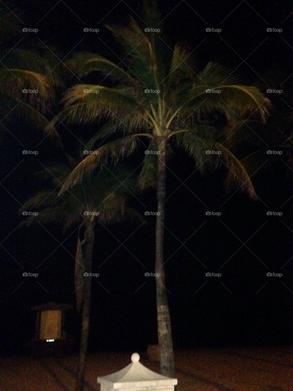 Beautiful Palms on the Beach