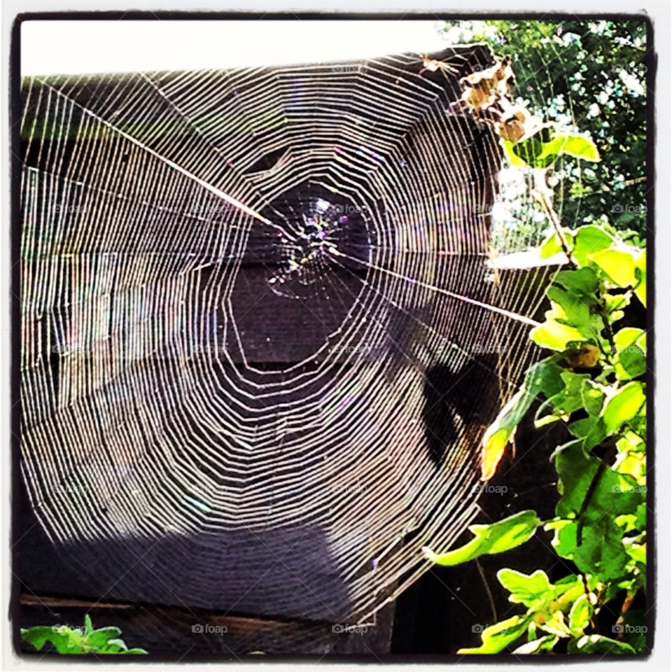 garden nature london spider web by parklaneone