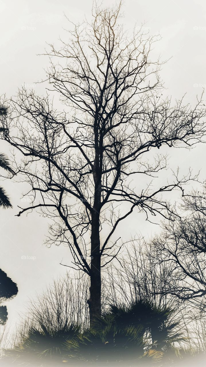 free
tree