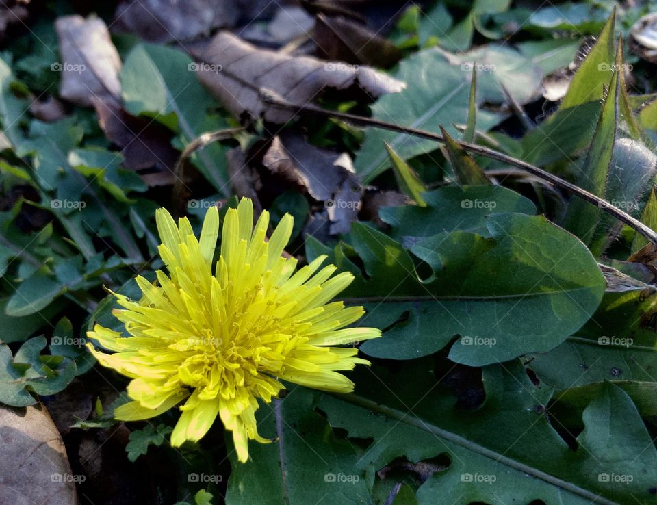Macro view of buttercup and leaves 