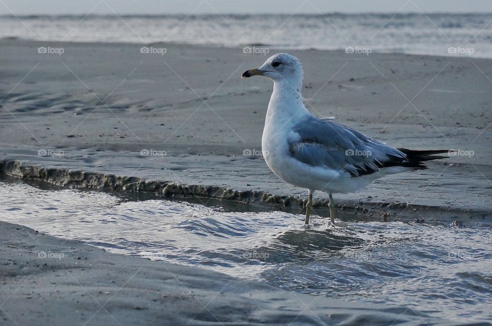 Seagull