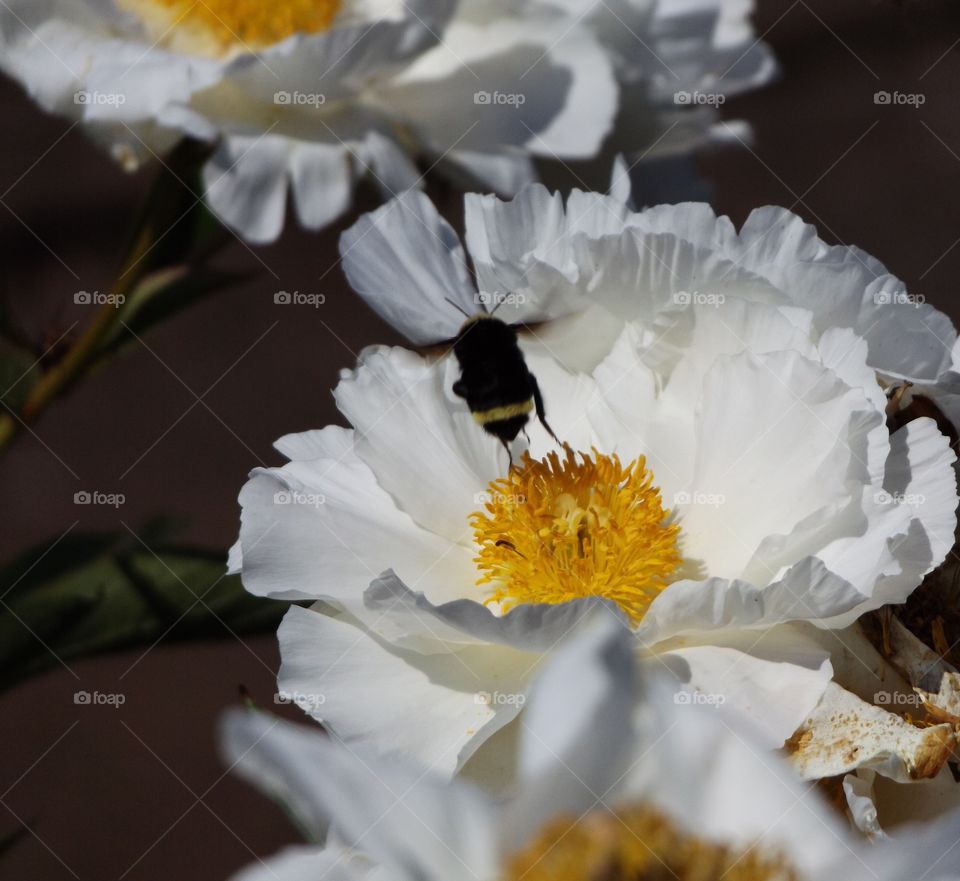 Bee and a white flower