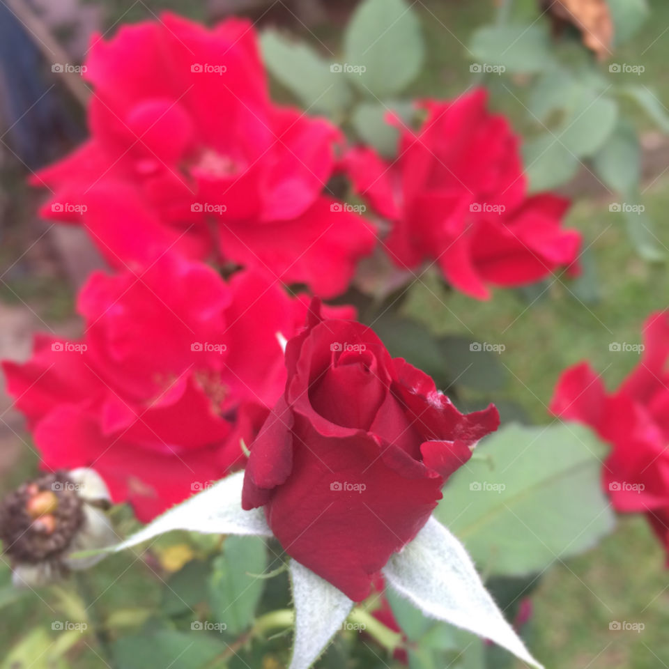 🌹 🇺🇸 Very beautiful flowers to brighten our day.  Live nature and its beauty. Did you like the delicate petals? / 🇧🇷 Flores muito bonitas para alegrar nosso dia. Viva a natureza e sua beleza. Gostaram das pétalas delicadas? 