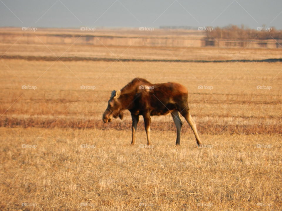 ND spring moose