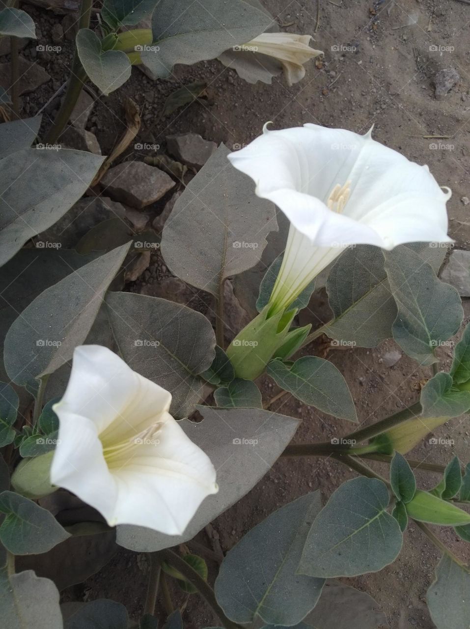 the Datura Flower white in colour looks very beautiful generally found everywhere fresh seasonal very poisonous species