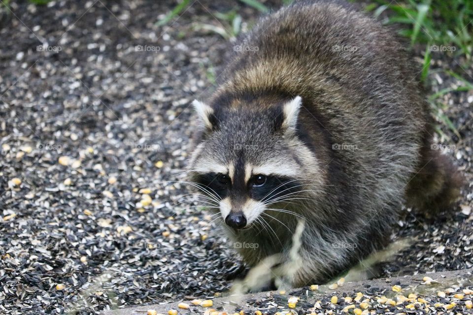 Raccoon 