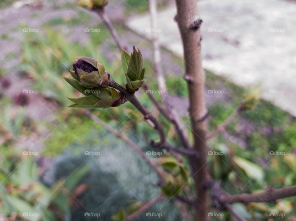 Lilac buds are blooming. Garden.