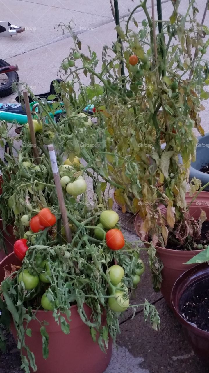 Tomato Plants. Tomatoes starting to turn red in summer!! Potted Garden makes gardening in an apartment possible!!