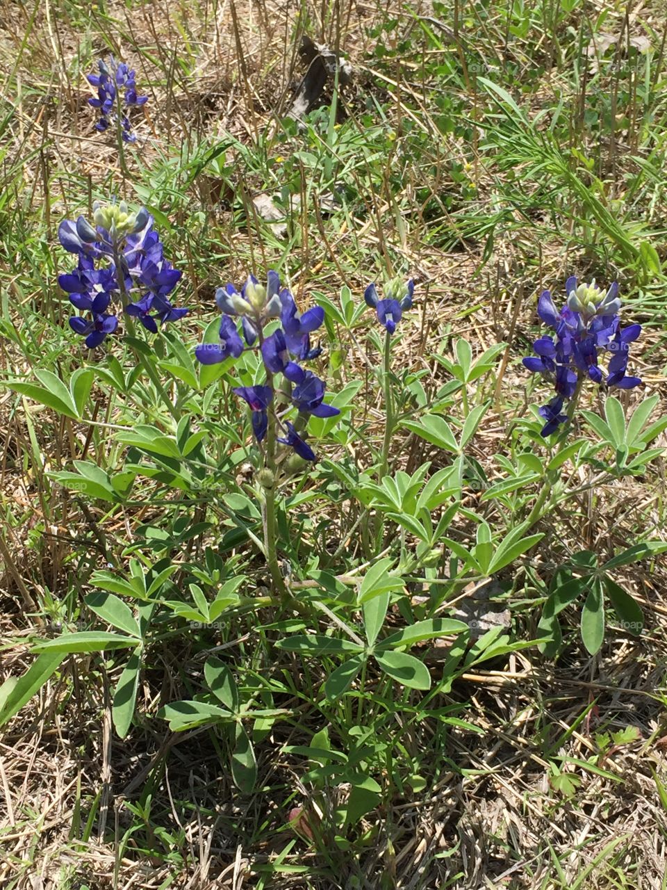 Bluebonnets