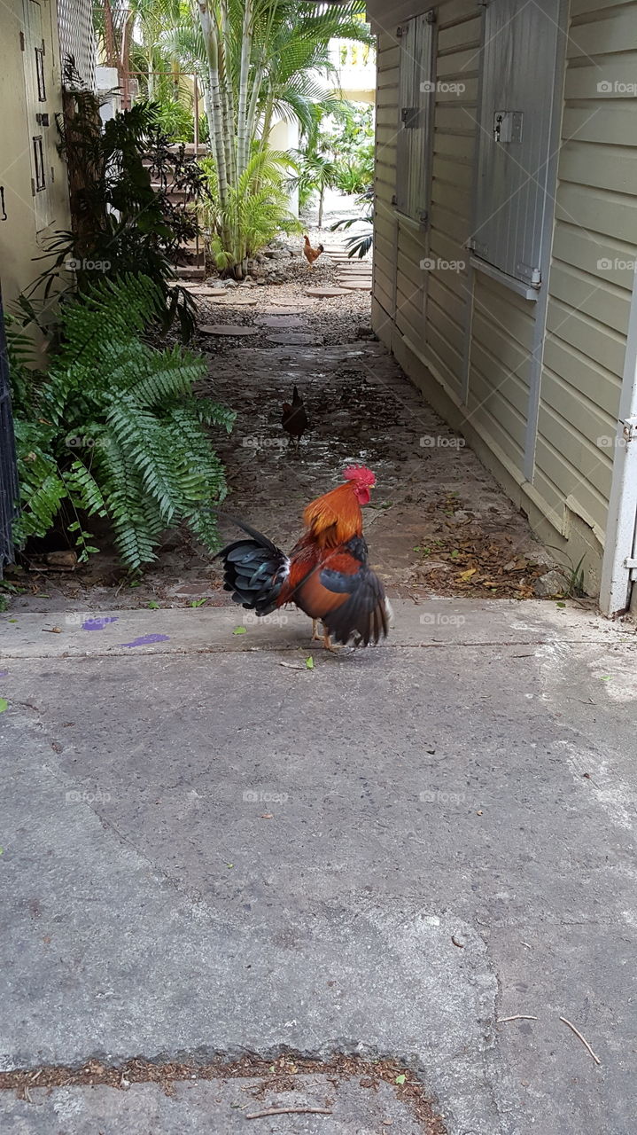 St. Croix, US Virgin Islands rooster in the alley