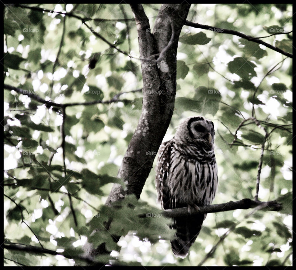 spring trees owl north carolina by zackbrownphoto