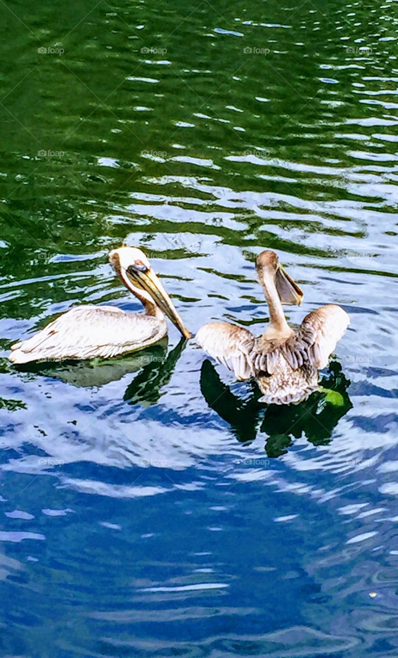 Pelicans playing in the water