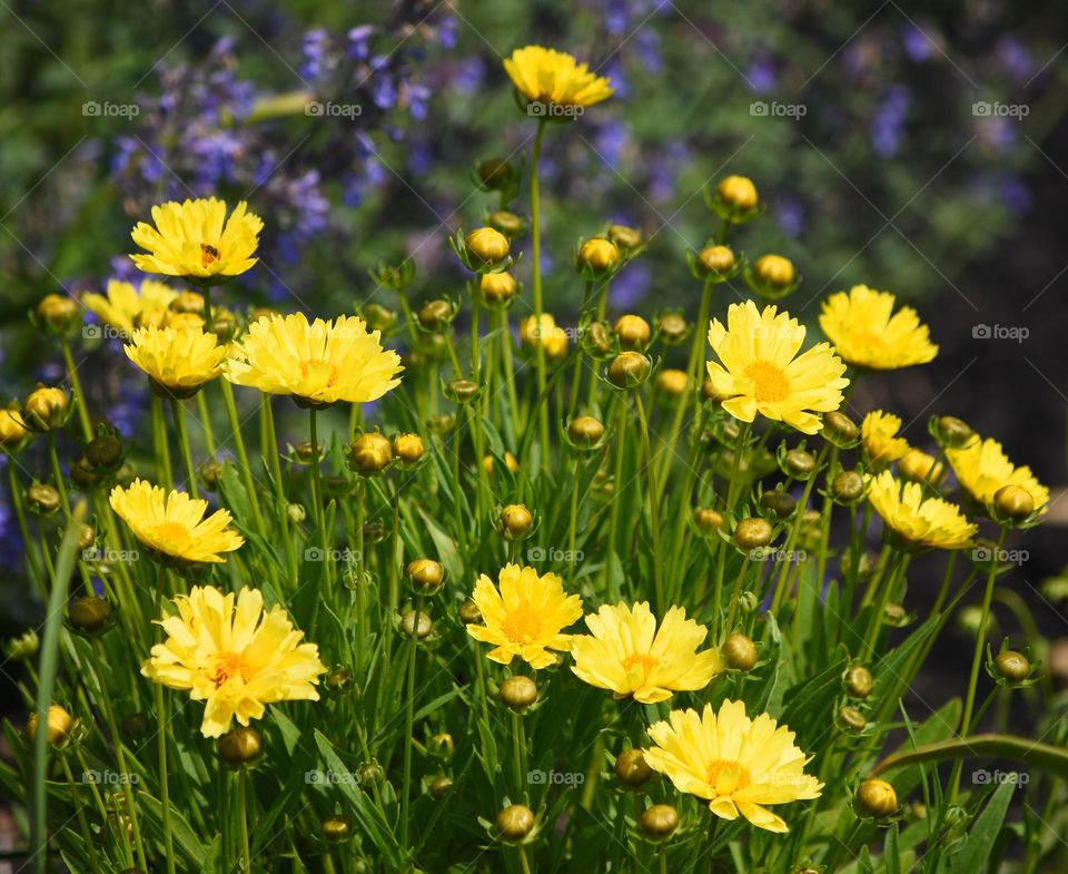 Yellow chamomile