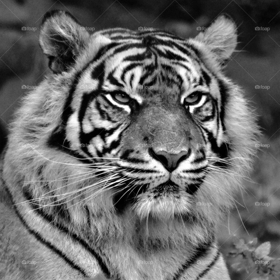 Tiger b/w